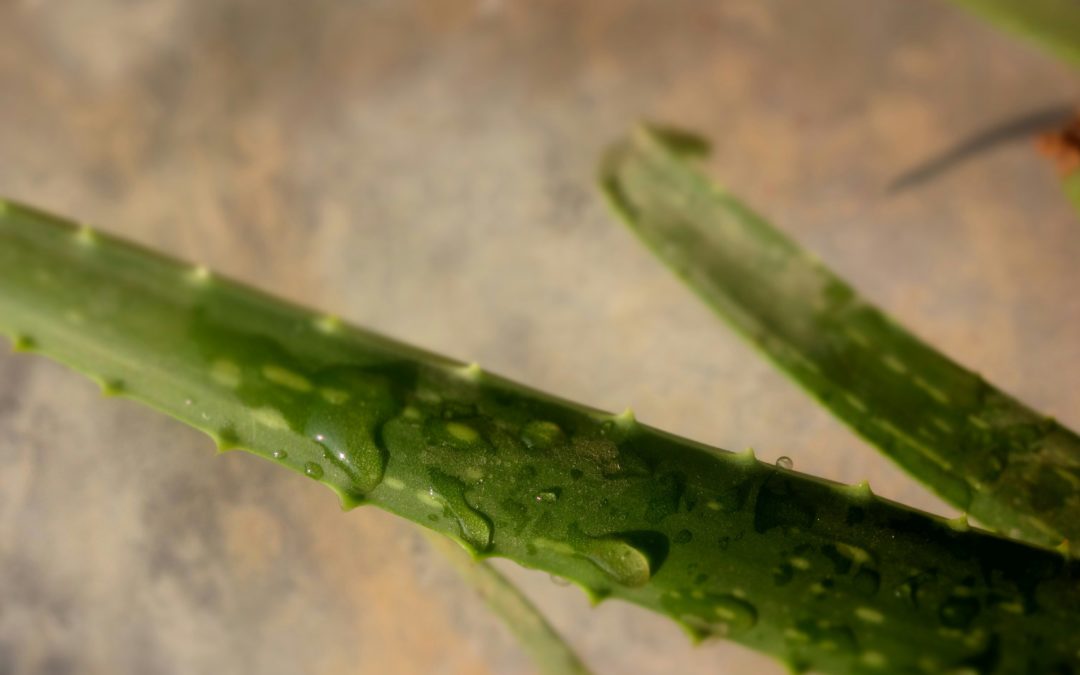 Aloe Vera gegen trockene Lippen: Effektive Pflegetipps